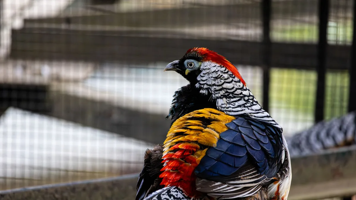 Bażanty po ucieczce z woliery - zabezpieczenia i rutyna