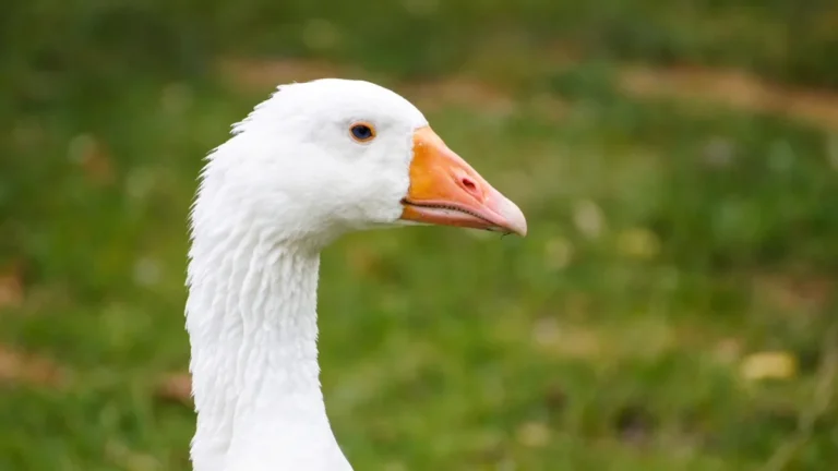 Gęsi domowe a dzikie ptactwo - granice wspólnego terenu