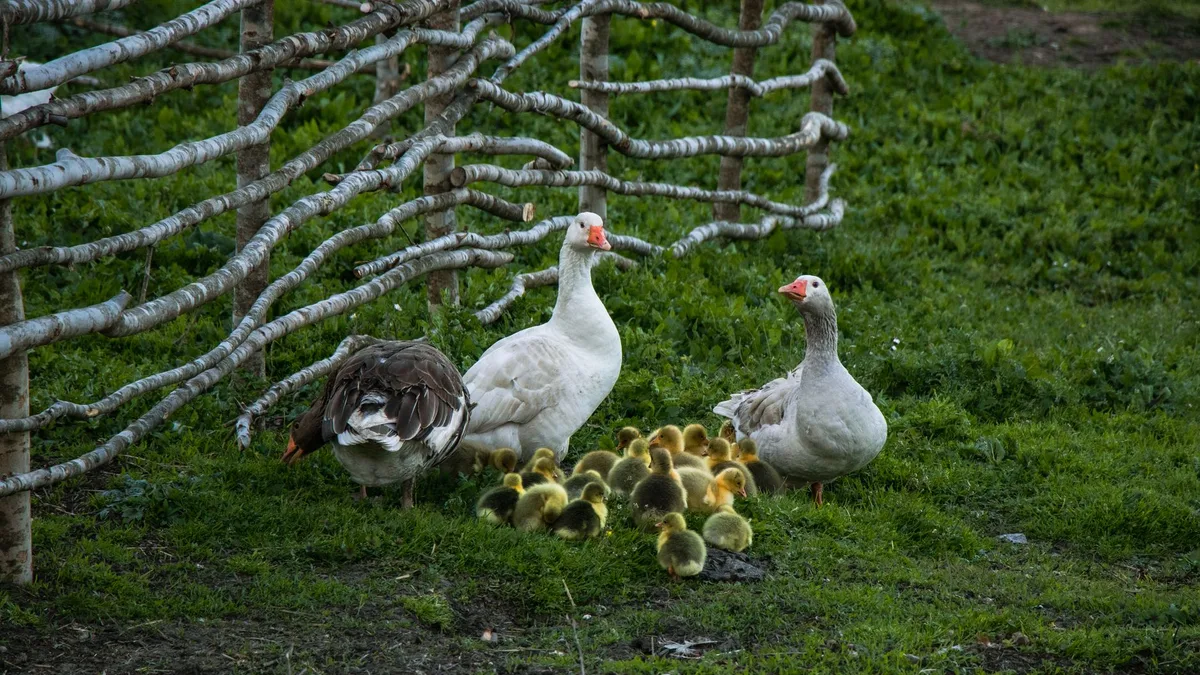 Gęsi na trawie - żywienie, ogrodzenie i rotacja wybiegu