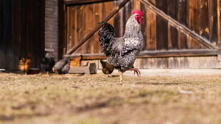 Grit dla ptaków hodowlanych - kiedy potrzebny i gdzie go ustawić