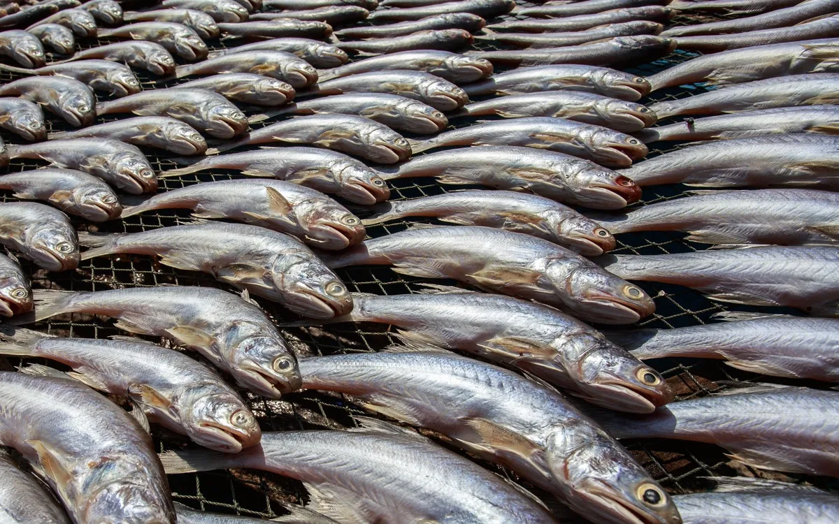 Czynniki destabilizujące stado - przeludnienie, nuda i niedobory