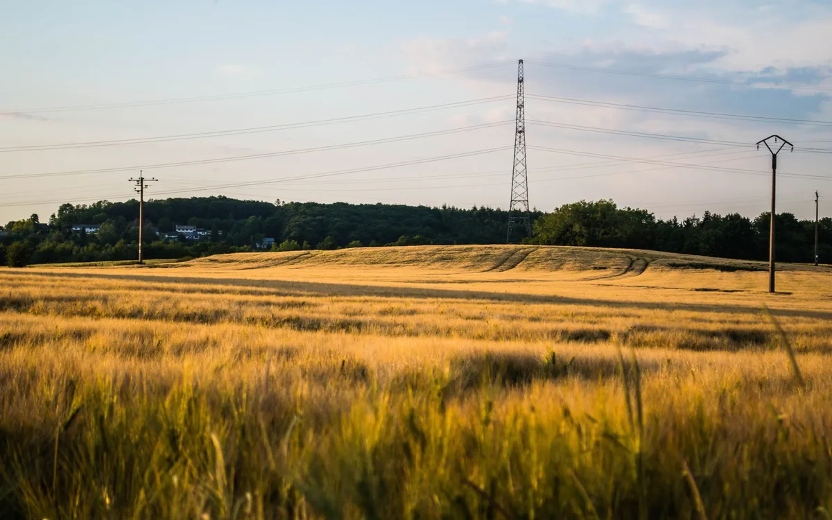 Ziarno i baza energetyczna dla perlic
