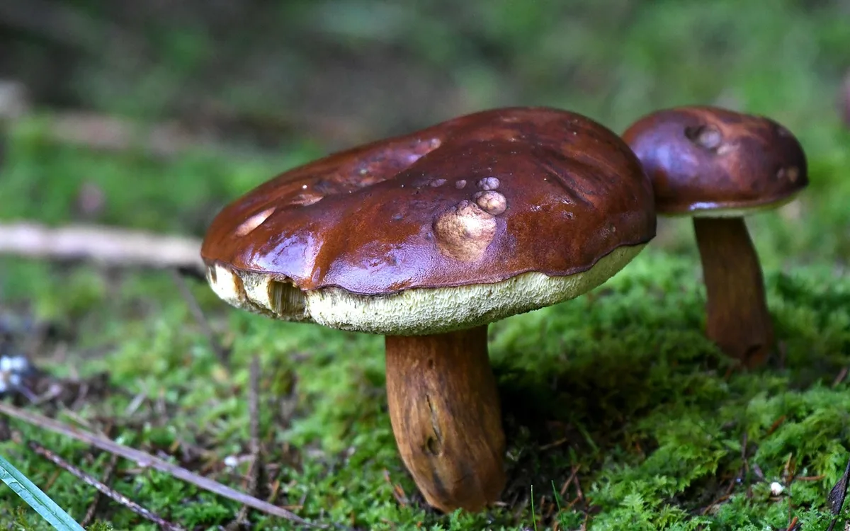 Ściółka, wilgoć i amoniak