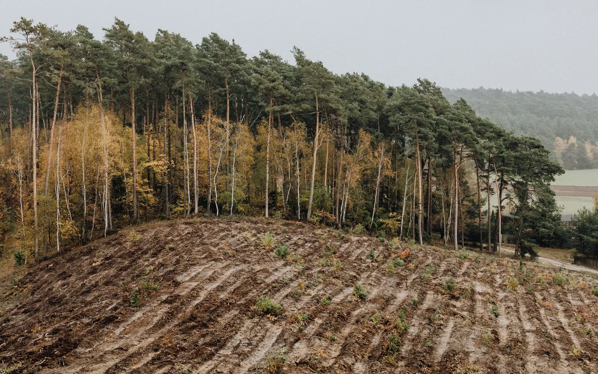 Warstwa organiczna: naturalnie, ale pod kontrolą