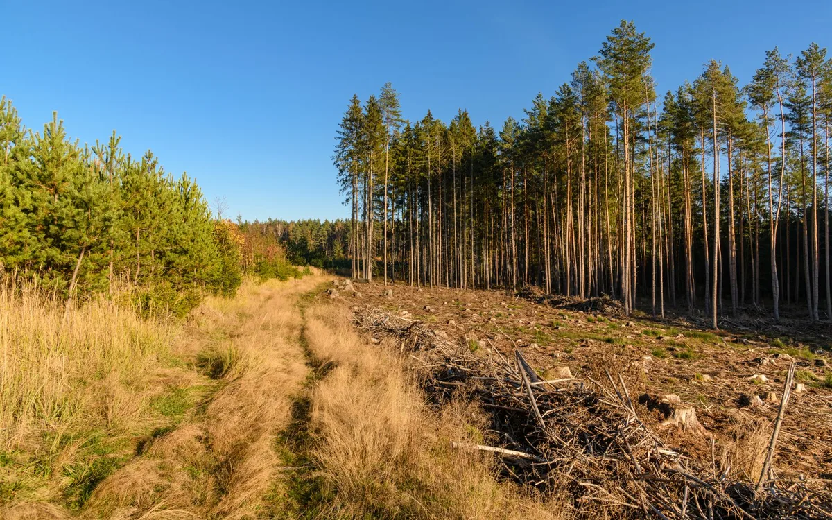 Długość przerwy i ponowne zasiedlenie