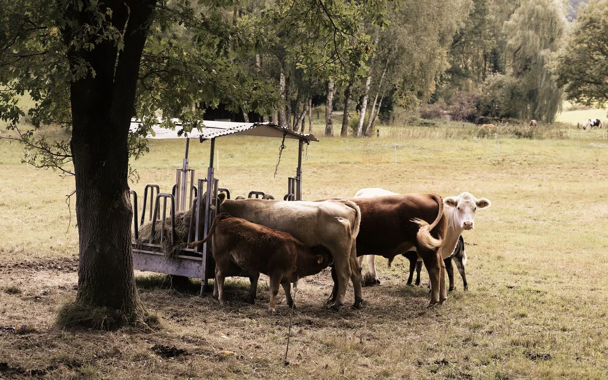 Żerdzie, kryjówki, karmienie i podłoże