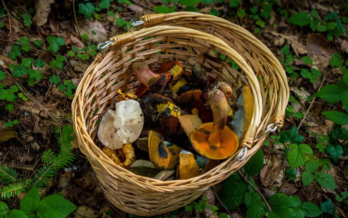 Pasza, woda, dzikie ptaki i gryzonie
