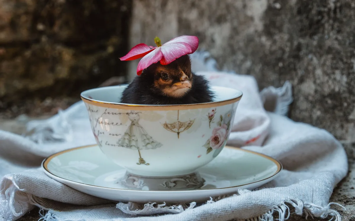 Silki czy kochin miniaturowy - tabela decyzji