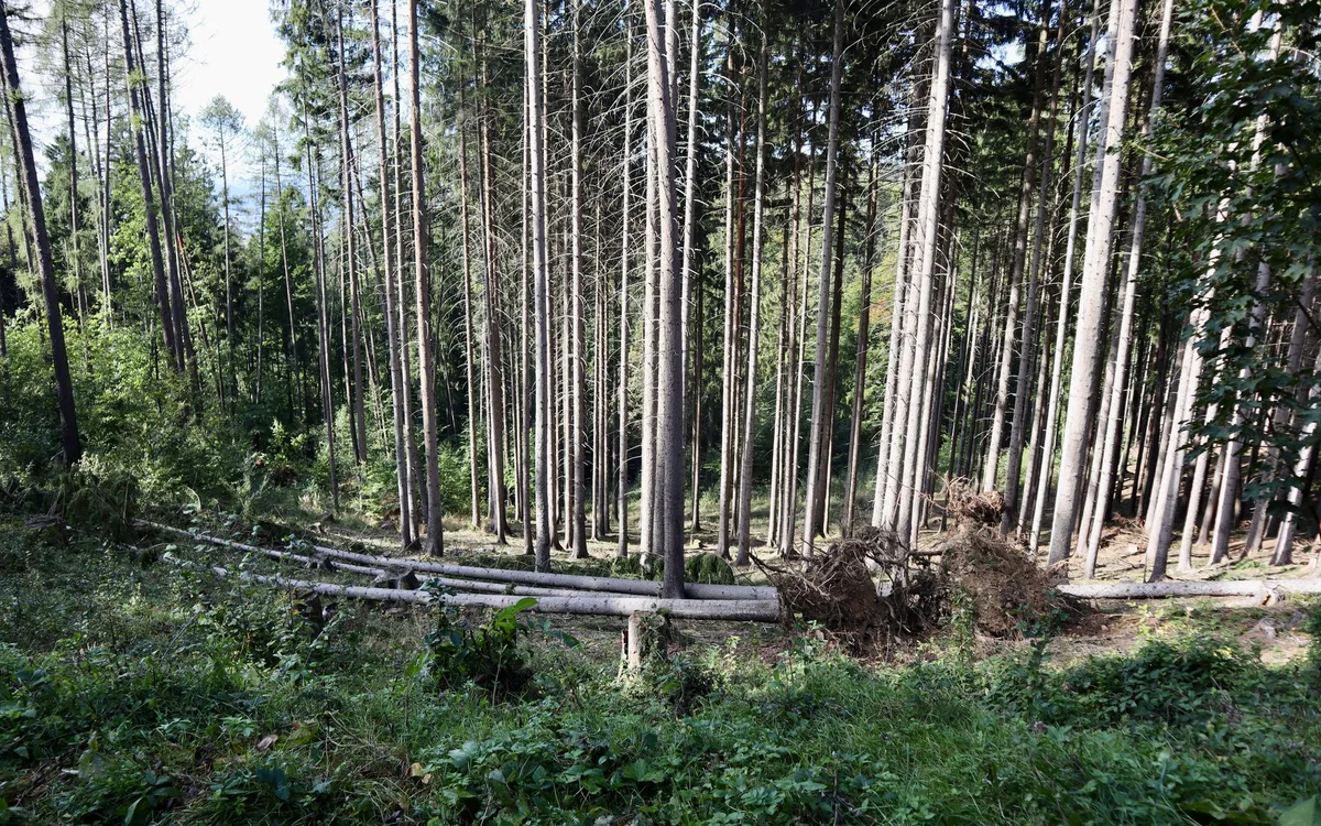 Ochrona drzew: osłony pni, kręgi i ściółka