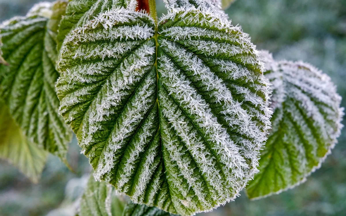Higiena, sezonowość i bioasekuracja