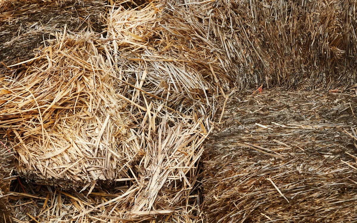 Ściółka, pasza i najczęstsze błędy