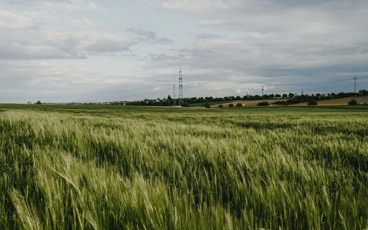Jęczmień dla gęsi - energia i ostrożne dawkowanie
