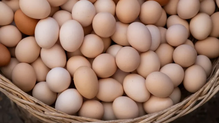 Jaja lęgowe przepiórek - zbiór, sortowanie i termin lęgu