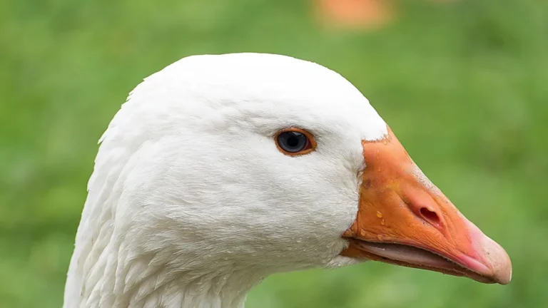 Lęgi gęsi naturalne czy sztuczne - terminy i organizacja