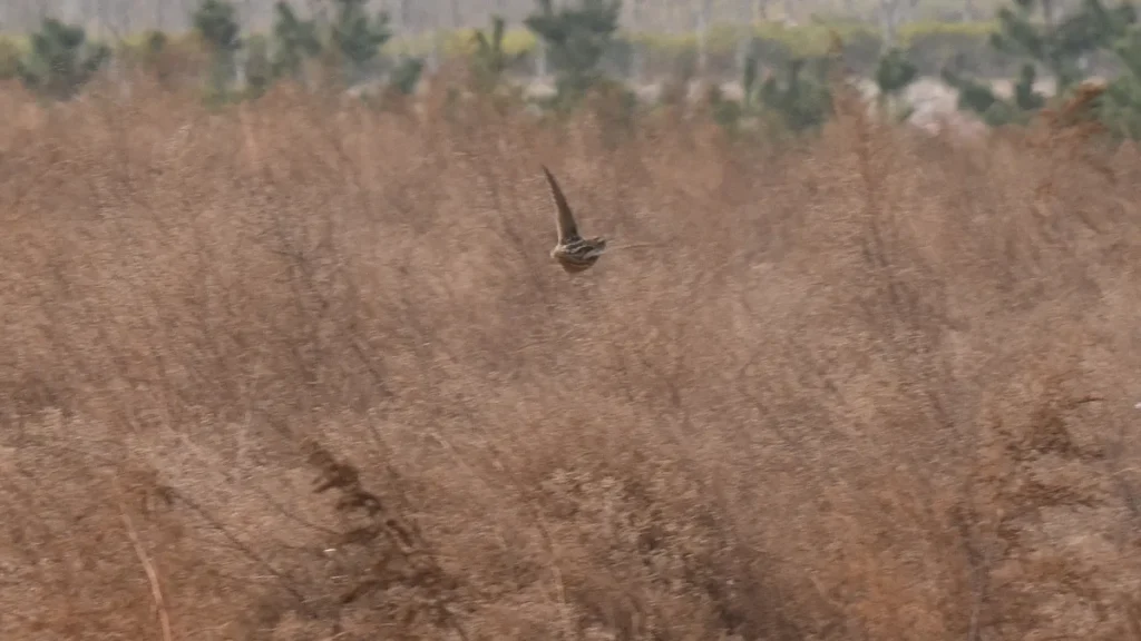 Przepiórki w stadku rodzinnym - proporcje płci i spokój