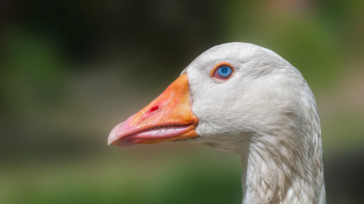 Stado gęsi małe czy większe - hałas, trawa i woda