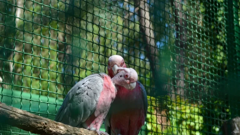 Woliera ogrodowa - fundament, cokół i trwałość konstrukcji