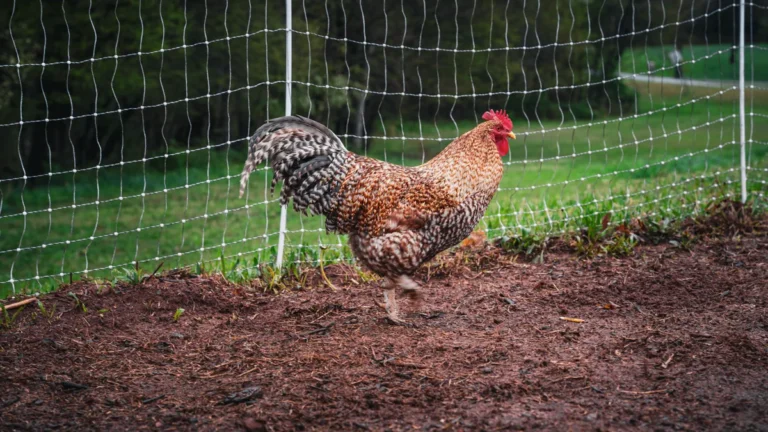 Wybieg ogrodzony czy pastuch - ochrona kur przed ryzykiem