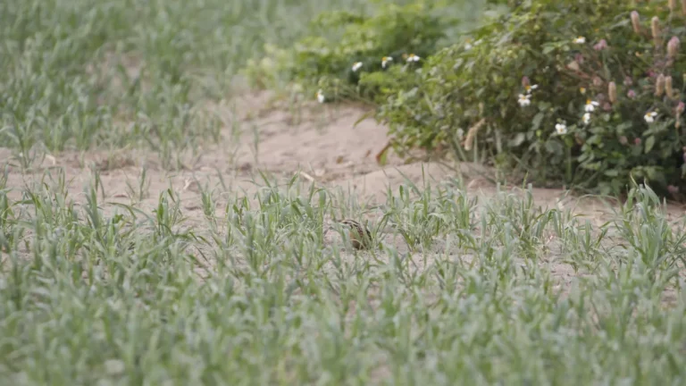 Żywienie młodych przepiórek - start, białko i frakcja